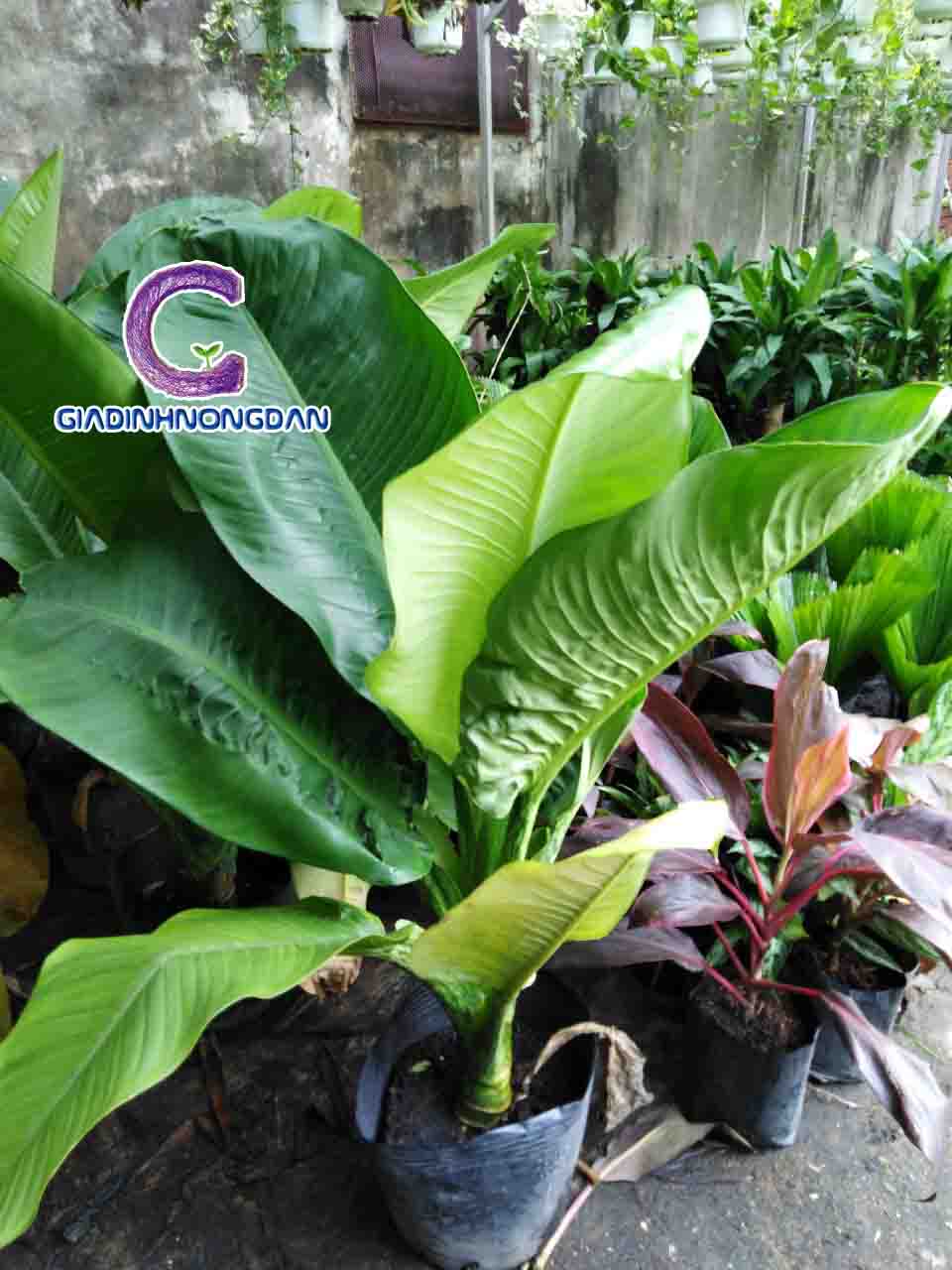 Cây đại phú gia Cây đại phú gia