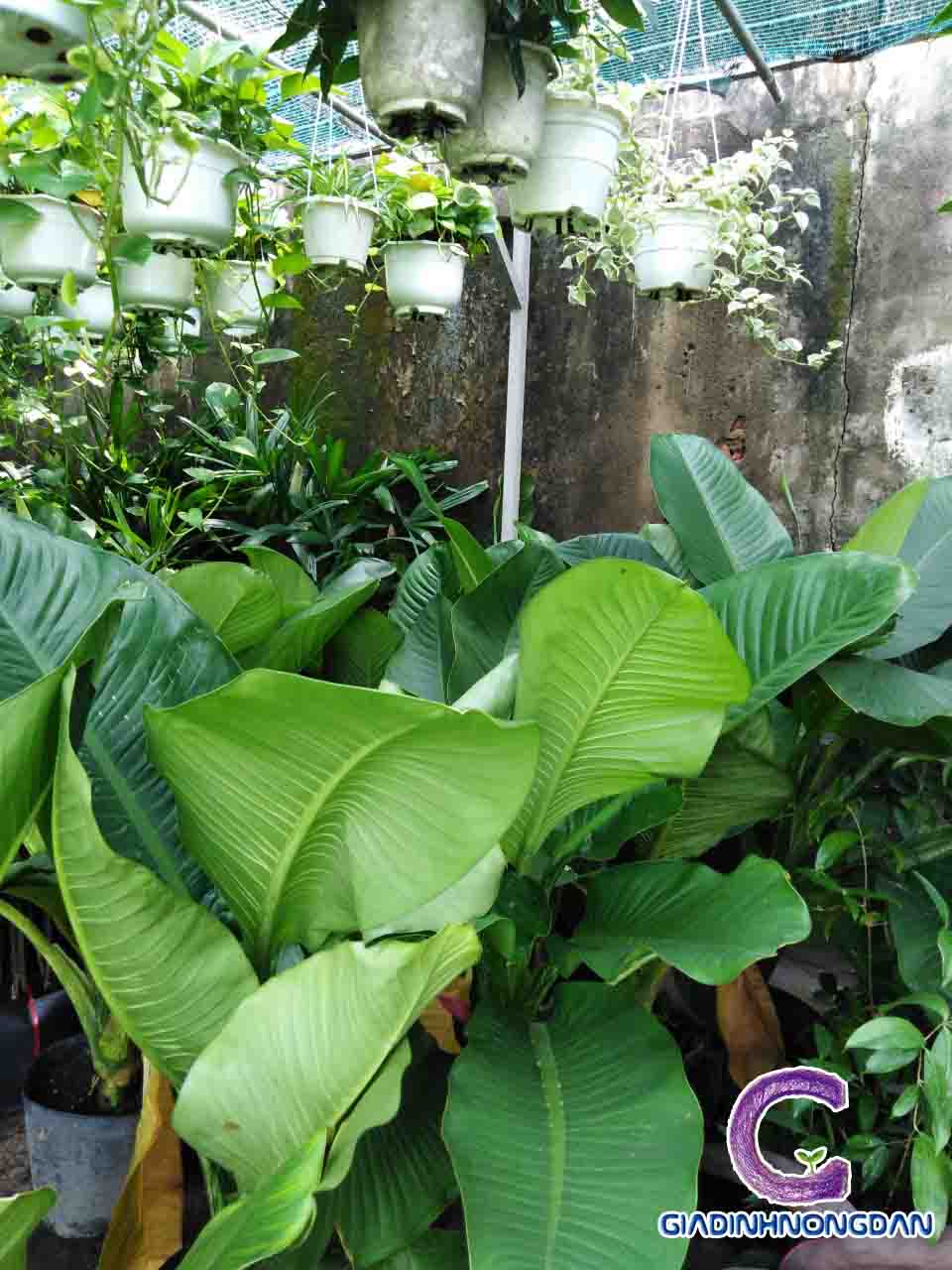 Cây đại phú gia Cây đại phú gia