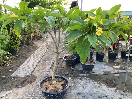 Cây Sứ Đại Hoa Vàng Cây Sứ Đại Hoa Vàng