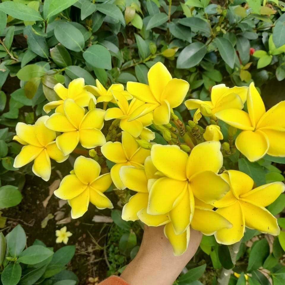 Cây sứ đại hoa vàng trồng trước nhà