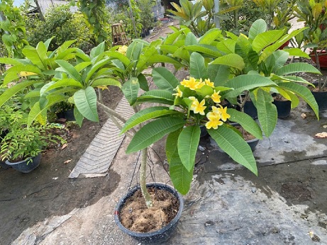 Cây Sứ Đại Hoa Vàng Cây Sứ Đại Hoa Vàng