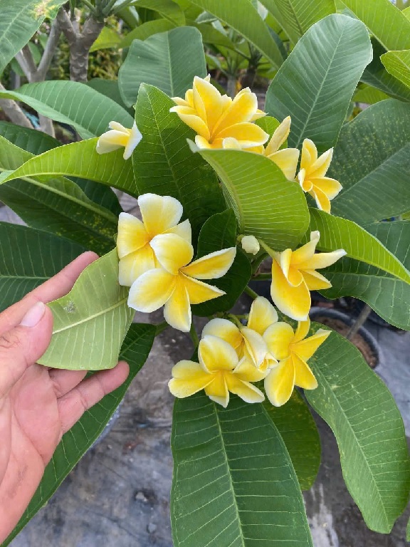 Cây Sứ Đại Hoa Vàng Cây Sứ Đại Hoa Vàng