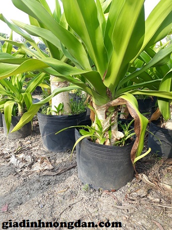 cây đại tướng quân cây đại tướng quân