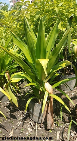 cây đại tướng quân cây đại tướng quân