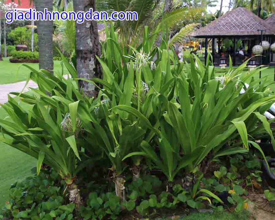 Cây Đại Tướng Quân Cây Đại Tướng Quân