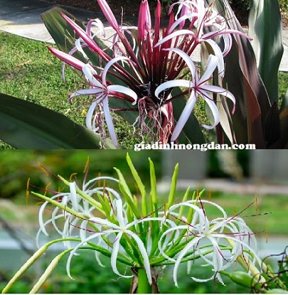 cây đại tướng quân cây đại tướng quân