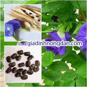 Cây Hoa Đậu Biếc Cây Hoa Đậu Biếc
