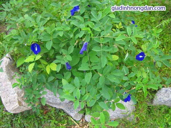 Cây Hoa Đậu Biếc Cây Hoa Đậu Biếc