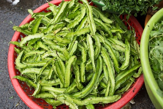 Cây Đậu Rồng Cây Đậu Rồng