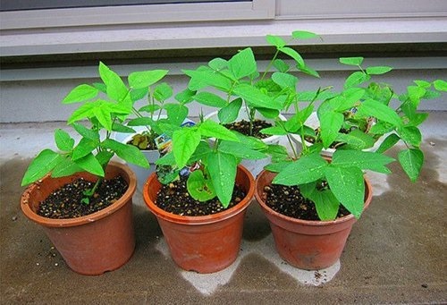 Cây Đậu Rồng Cây Đậu Rồng