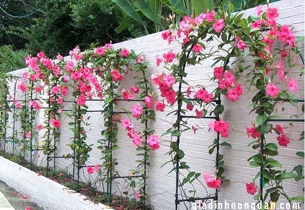 Cây Dây Leo Hồng Anh Cây Dây Leo Hồng Anh