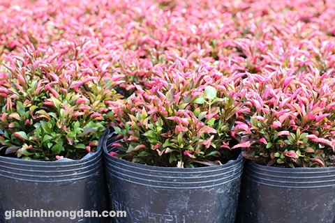 Cây Dền Đỏ (kỷ diệu đỏ)