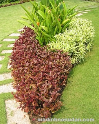 Cây Dền Đỏ (kỷ diệu đỏ)