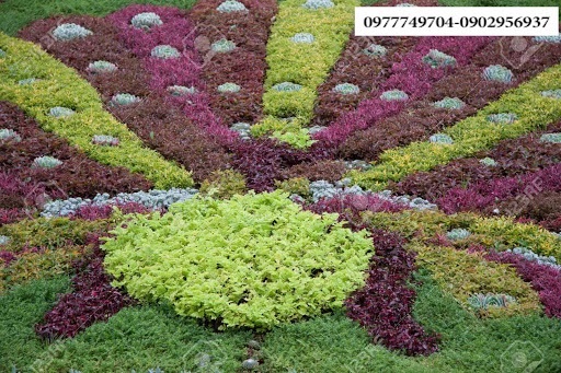 Cây Dền Đỏ (kỷ diệu đỏ)