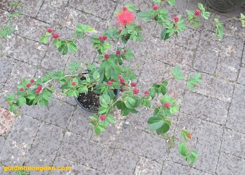Cây Điệp Lào Cây Điệp Lào