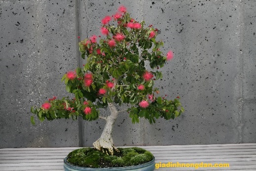 Cây Điệp Lào Cây Điệp Lào