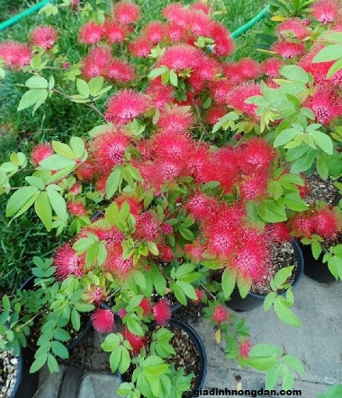 Cây Điệp Lào
