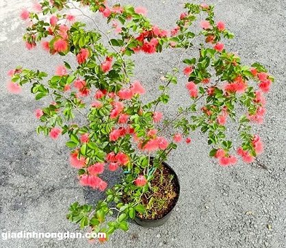 Cây Điệp Lào Cây Điệp Lào