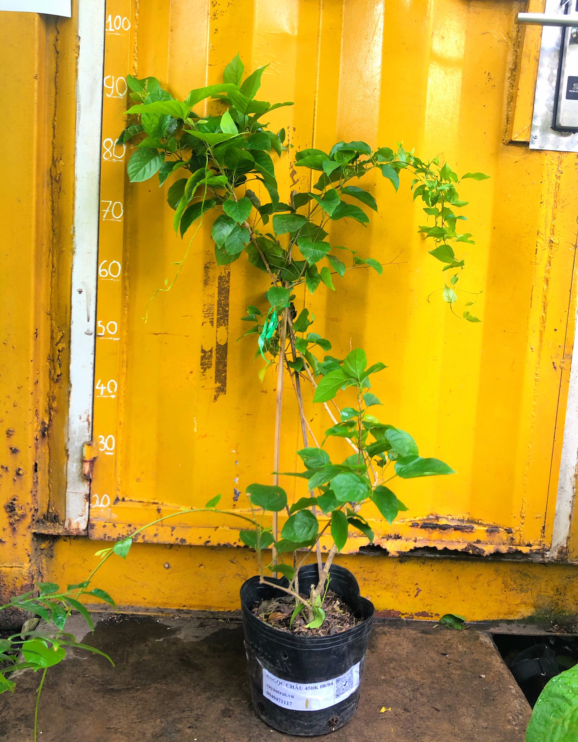 Cây đinh hương giống Nhật