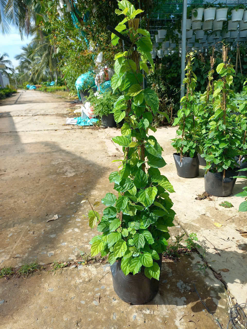 Cây đinh hương giống Nhật