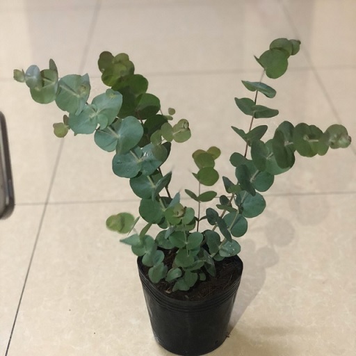 Cây Đô La Bạc (khuynh diệp cảnh) Cây Đô La Bạc (khuynh diệp cảnh)