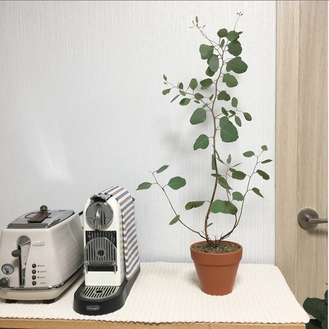 Cây Đô La Bạc (khuynh diệp cảnh) Cây Đô La Bạc (khuynh diệp cảnh)