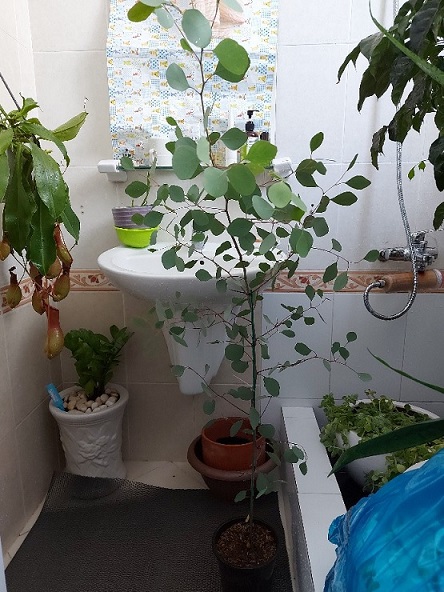 Cây Đô La Bạc (khuynh diệp cảnh) Cây Đô La Bạc (khuynh diệp cảnh)