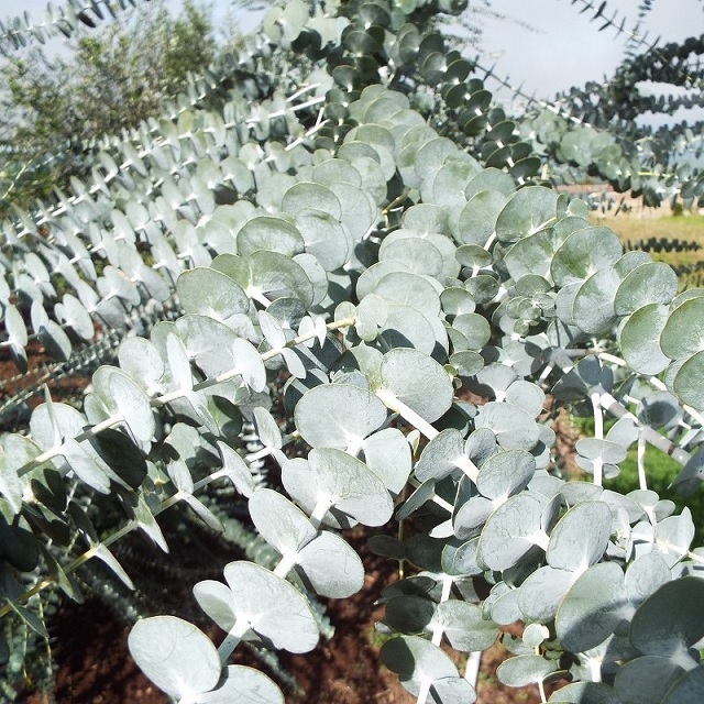 Cây Đô La Bạc (khuynh diệp cảnh) Cây Đô La Bạc (khuynh diệp cảnh)