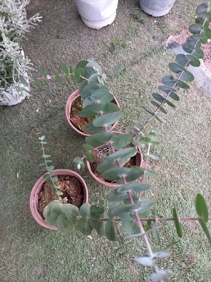 Cây Đô La Bạc (khuynh diệp cảnh) Cây Đô La Bạc (khuynh diệp cảnh)