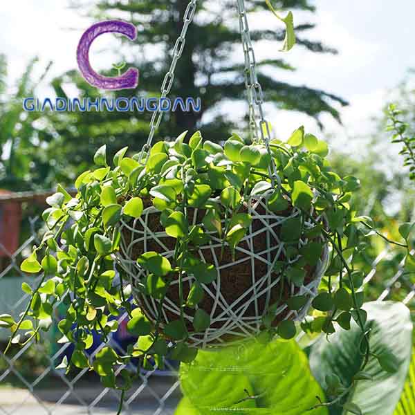 Chậu Treo Cây Đô La Chậu Treo Cây Đô La