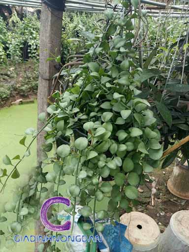 Chậu Treo Cây Đô La Chậu Treo Cây Đô La