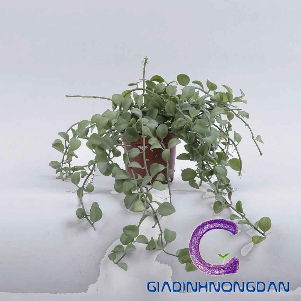 Chậu Treo Cây Đô La Chậu Treo Cây Đô La