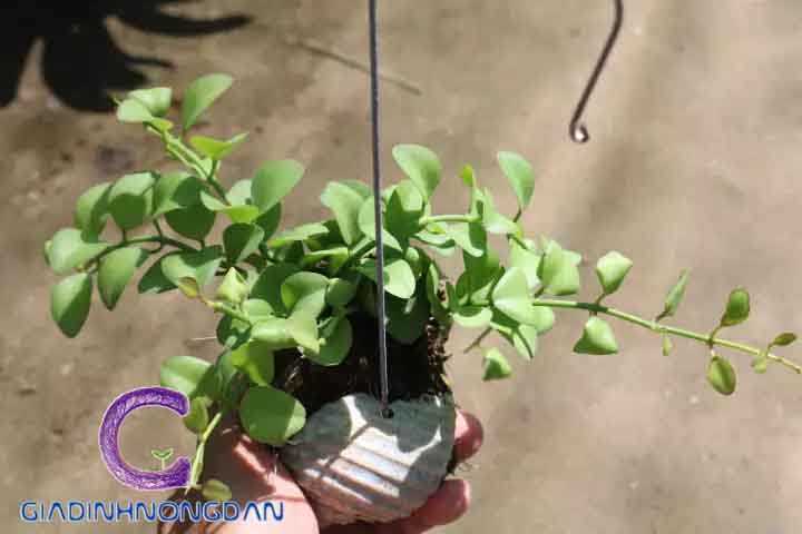 Chậu Treo Cây Đô La Chậu Treo Cây Đô La