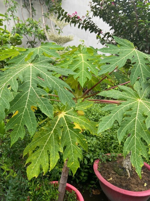 cây đu đủ cây đu đủ