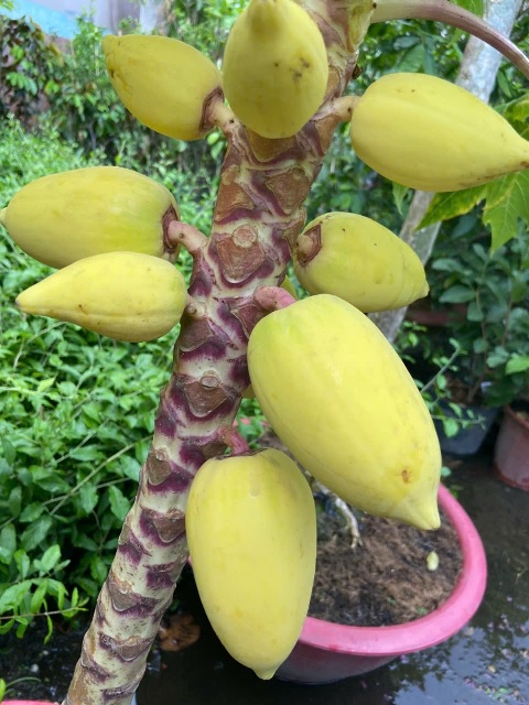 cây đu đủ cây đu đủ