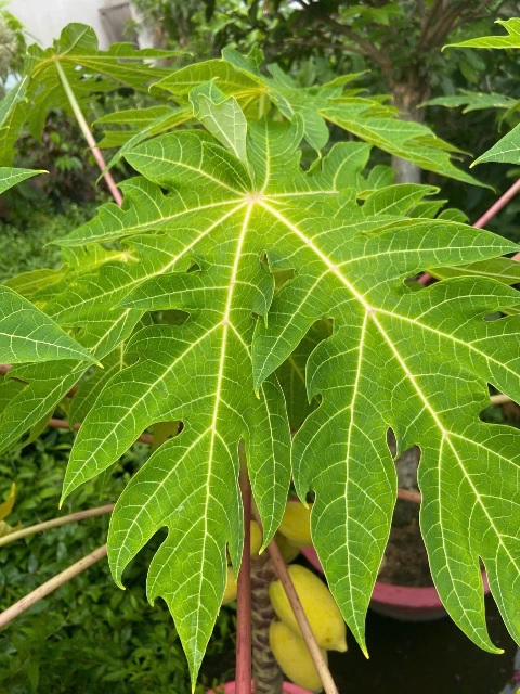cây đu đủ cây đu đủ