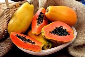 cây đu đủ cây đu đủ