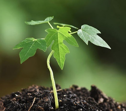 Cây Đu Đủ Giống Cây Đu Đủ Giống