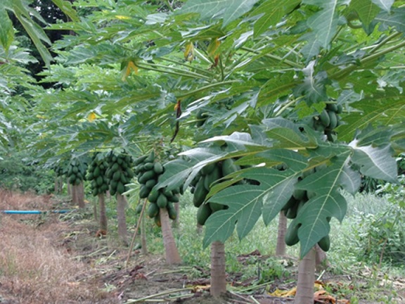 Cây Đu Đủ Giống Cây Đu Đủ Giống
