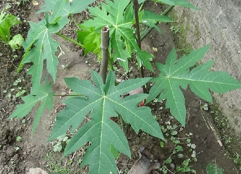 Cây Đu Đủ Giống Cây Đu Đủ Giống