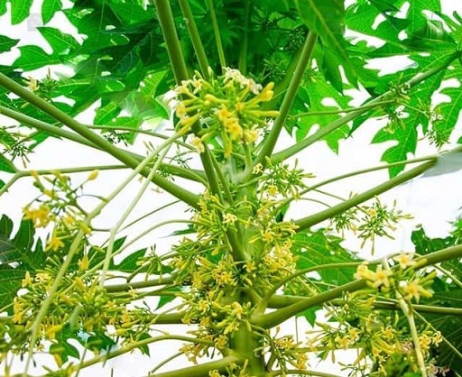 Cây Đu Đủ Giống Cây Đu Đủ Giống