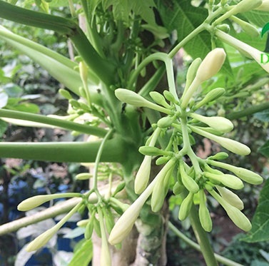 Cây Đu Đủ Giống Cây Đu Đủ Giống