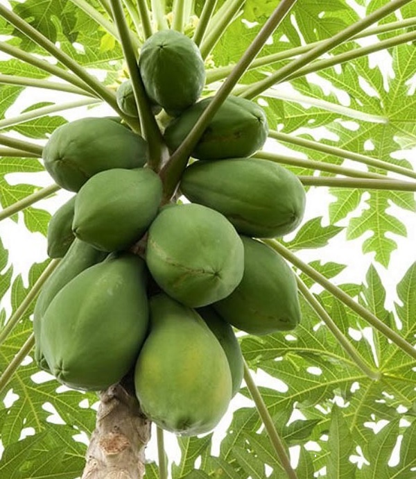 Cây Đu Đủ Giống Cây Đu Đủ Giống