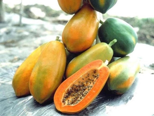 Cây Đu Đủ Giống Cây Đu Đủ Giống