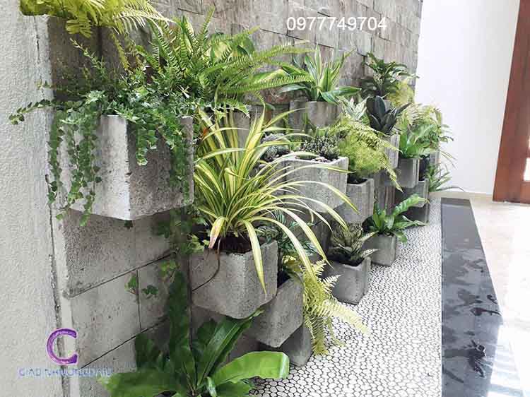 Cây Dứa Vạn Phát Cây Dứa Vạn Phát