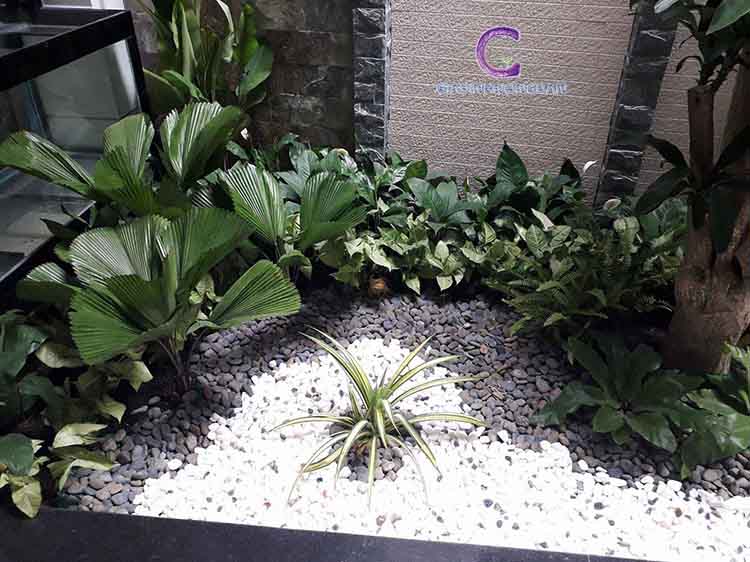 Cây Dứa Vạn Phát Cây Dứa Vạn Phát