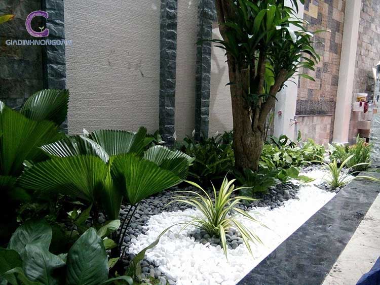Cây Dứa Vạn Phát Cây Dứa Vạn Phát