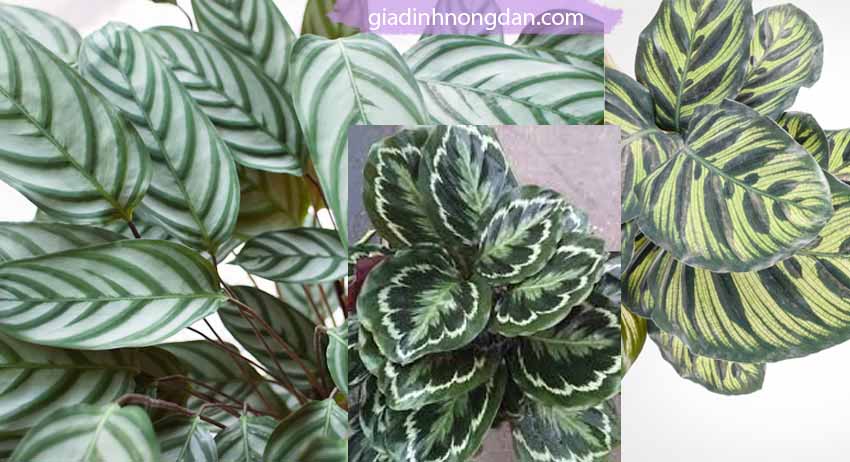 Cây Đuôi Công Calathea Zebrina Cây Đuôi Công Calathea Zebrina
