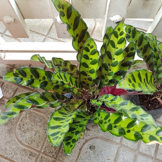 Cây Đuôi Phụng Cây Đuôi Phụng