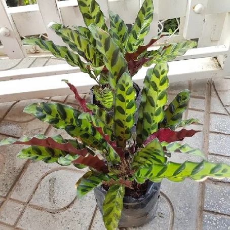 Cây Đuôi Phụng Cây Đuôi Phụng